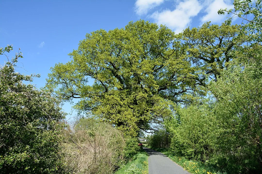 Naturdenkmal im Kreis Pinneberg

2 Stieleichen, Borstel-Hohenraden, Deepenbrookweg
