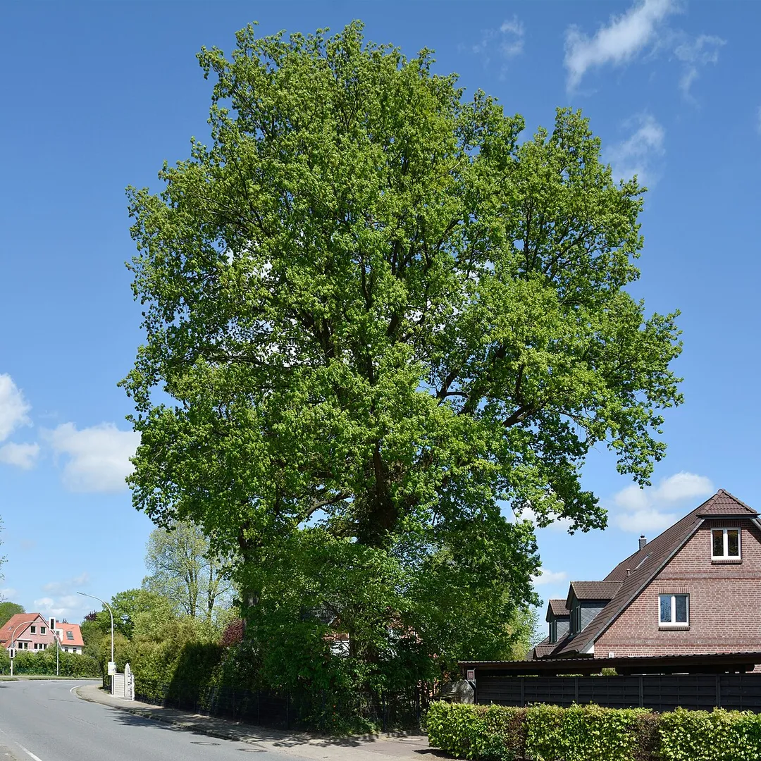 This image was uploaded as part of Wiki Loves Earth 2015.