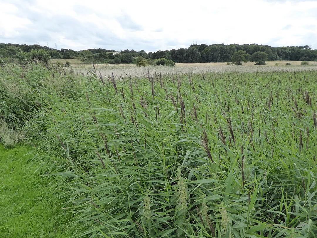 Bourne Park Reed Beds is a Local Nature Reserve in Ipswich in Suffolk.