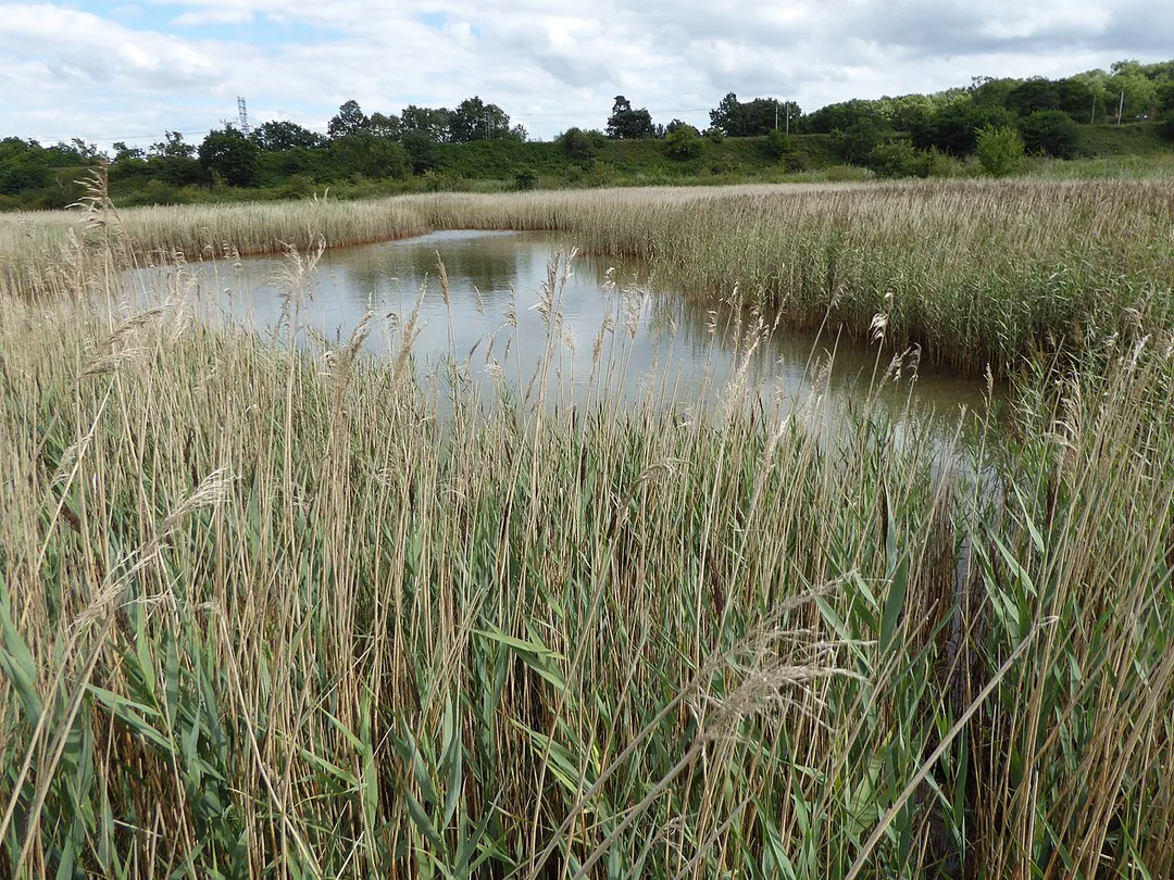 Bourne Park Reed Beds is a Local Nature Reserve in Ipswich in Suffolk.