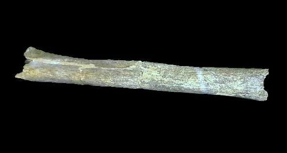 Palaeolithic tibia excavated at Eartham Pit, Boxgrove, West Sussex, which constituted the earliest human remains then found in Britain. Image taken when they were exhibited at the Natural History Museum in Summer 2014.