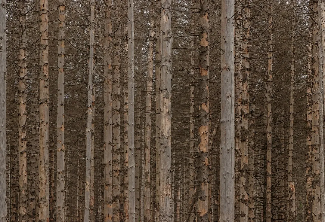 Dead spruce forest (Picea abies) on the Wurmberg north of Braunlage, Harz, Lower Saxony, Germany.