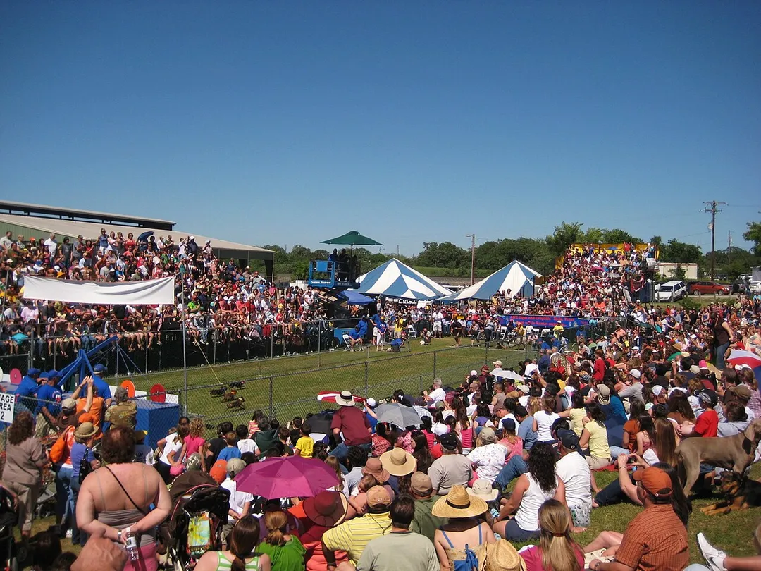 Buda Weiner Dog Races.