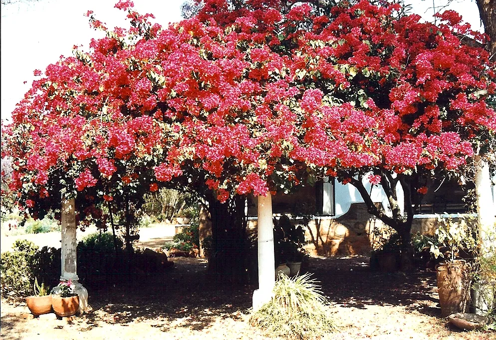 Bougainvillea glabra Shady bower of bougainvillae in suburban Bulawayo, Zimbabwe. I believe the white columns once supported the verandah which ran round three or four sides of the house. The verandah has now been largely glassed in to create more indoor rooms, as seen behind the bougainvillae. Taken in 1996 on film.