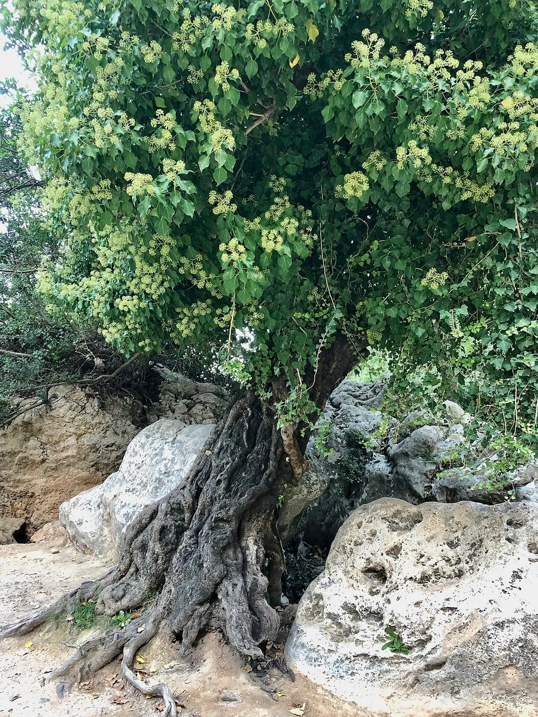 Self-supporting "ivy tree" near Rio Juanes south of 46360 Buñol, Valencia, Spain