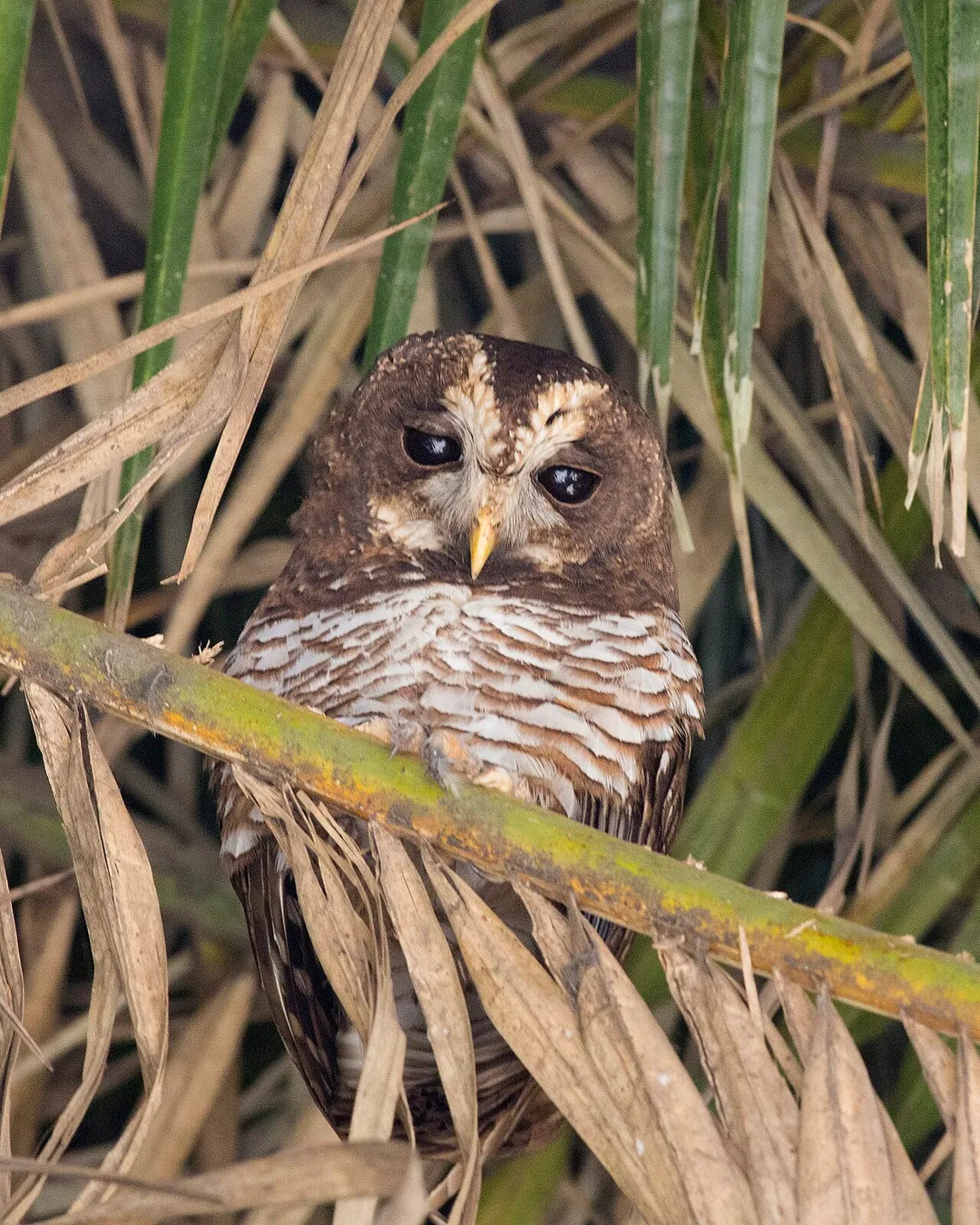 African Wood Owl (Strix woodfordii umbrina), Burayu, Oromia, Ethiopia