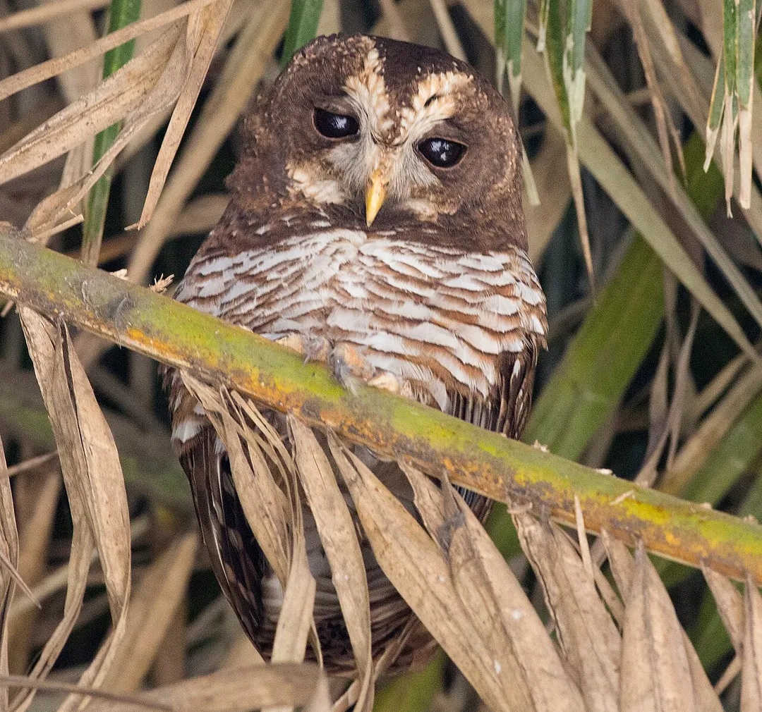 African Wood Owl (Strix woodfordii umbrina), Burayu, Oromia, Ethiopia