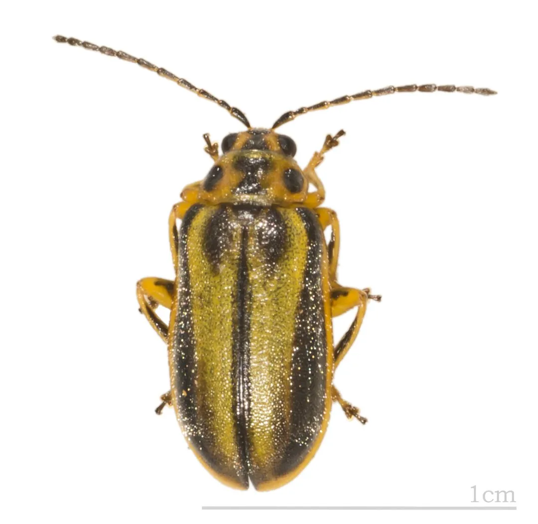 Elm-leaf beetle