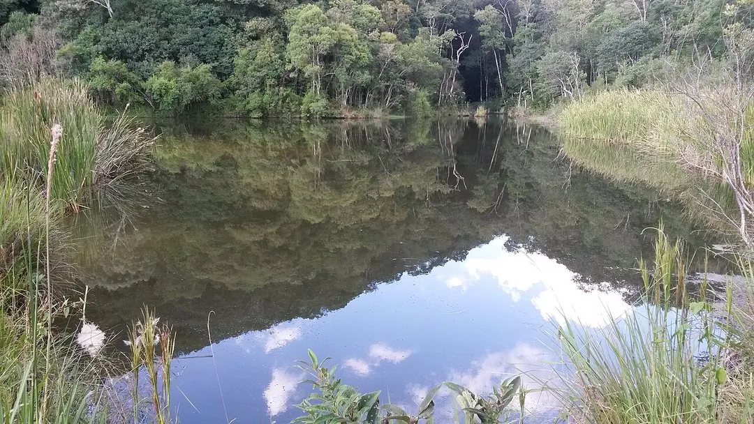 Lagoa ótima para banho, não muito visitada localizada próxima a trilha pedra lisa em Campo Magro PR. No mesmo local existe também rio e uma linda cachoeira.