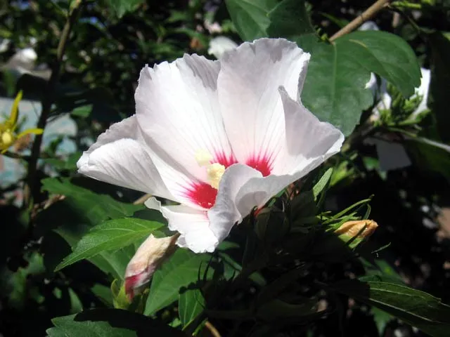 Photo of Campomolino