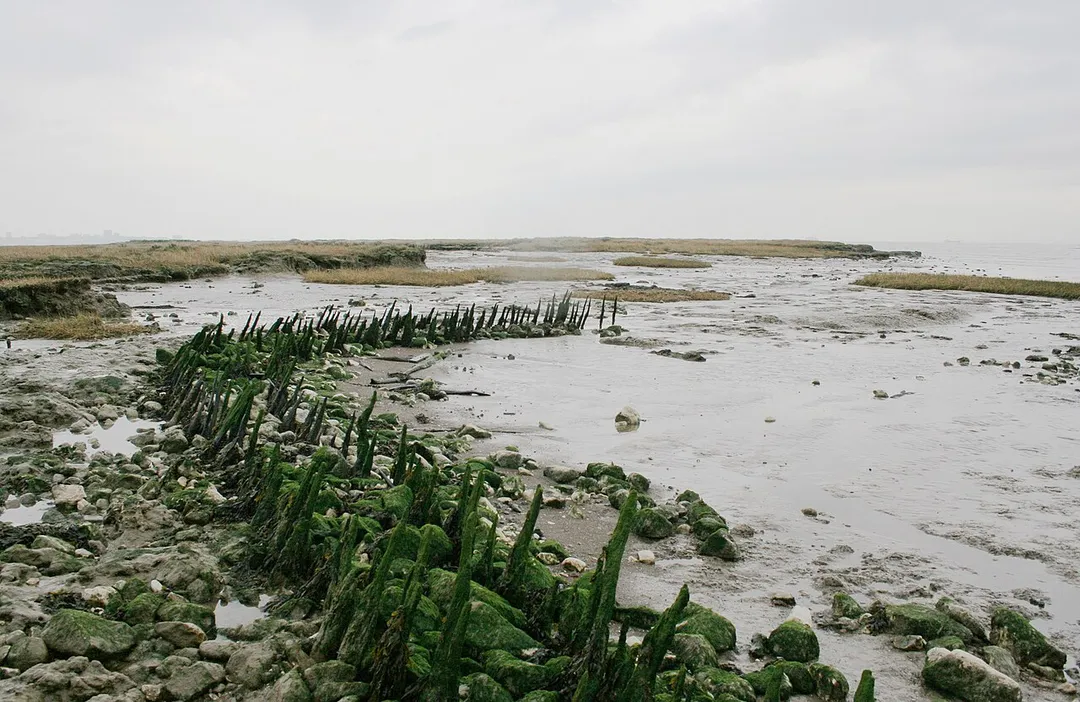 The stakes, chalk, and ragstone remains of Canvey's first seawall built in 1623.