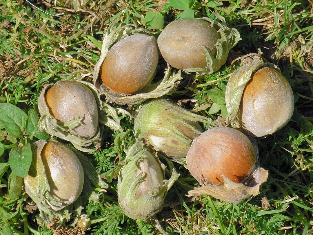 Abelás. Bastavales, Brión, Galiza