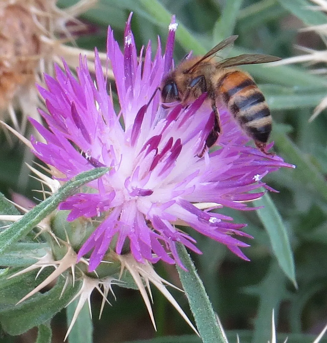 500px provided description: Fotos de campo tomadas en las cercanias de Bucalemu en la V Region de Chile [#Bucalemu ,#Flores ,#Chile ,#Campo ,#Cardo ,#Abejas]