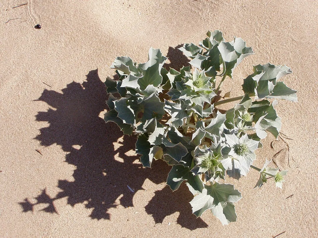 Seaside Eryngo, Eryngium maritimum. Whole plant. Meia Praia beach, Lagos, Portugal