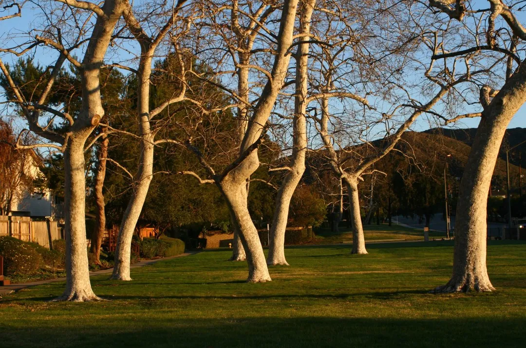 Trees in Casa Conejo, CA.

"Ents in the Magic Morning Sun"