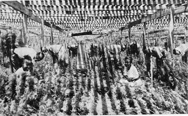 Original caption reads: The basic industry of our Town is the growing of Asparagus Plumosus Fern for northern florists. Over 3,000,000 sq. ft. is covered with this lattice work giving half shade and soft velvet color to the delicate Fern. Fixed sprinklers and oil heaters protect our customers supply from draught or frost.