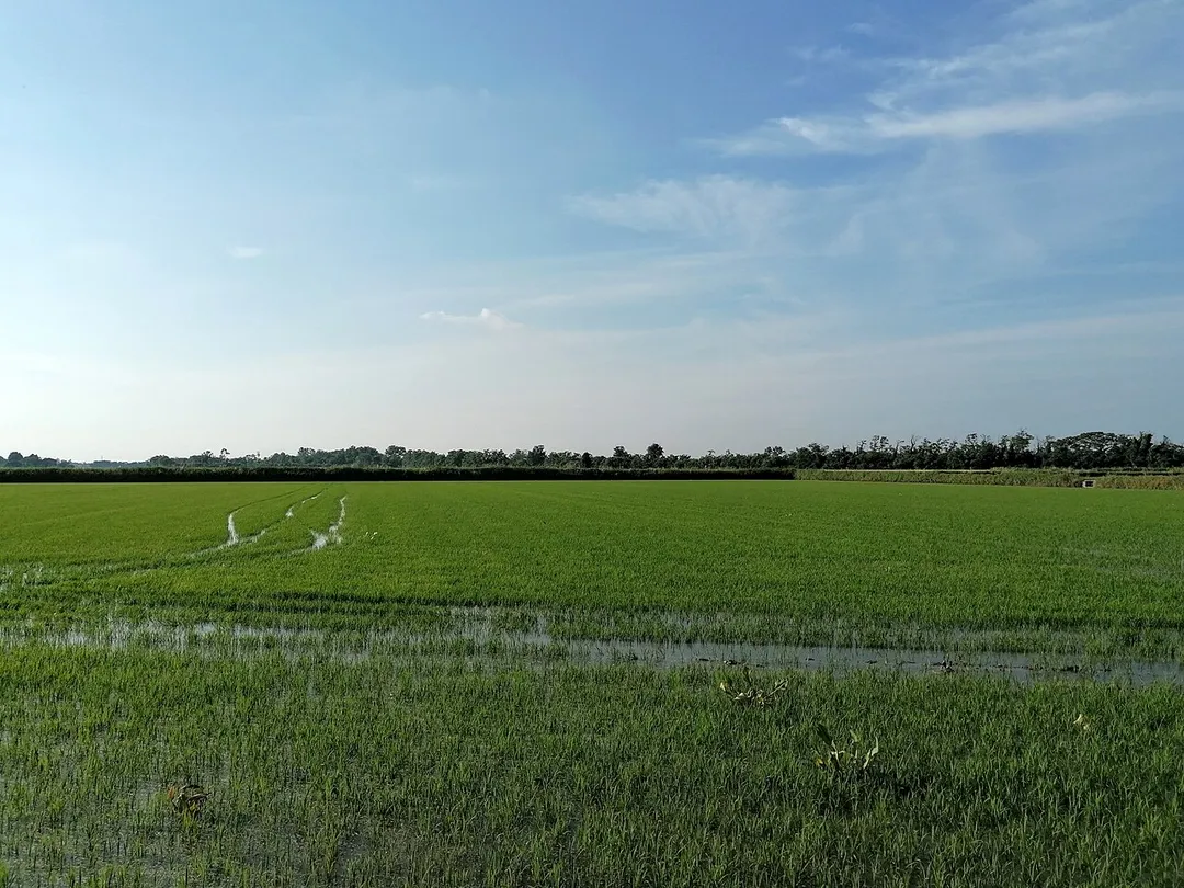 La campagna a Villareale (Cassolnovo).