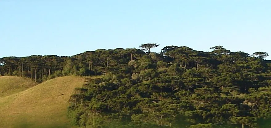 Araucárias em Caxias do Sul