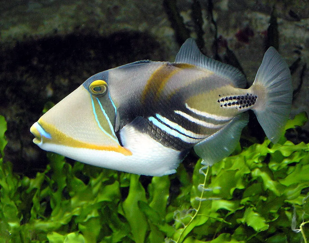 Photo of Chalinze