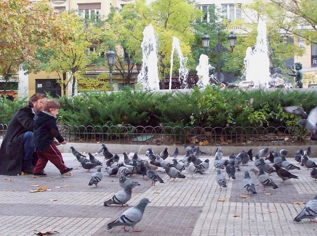 Pigeons at Plaza de Chamberí (a square) in Chamberí district in Madrid (Spain).