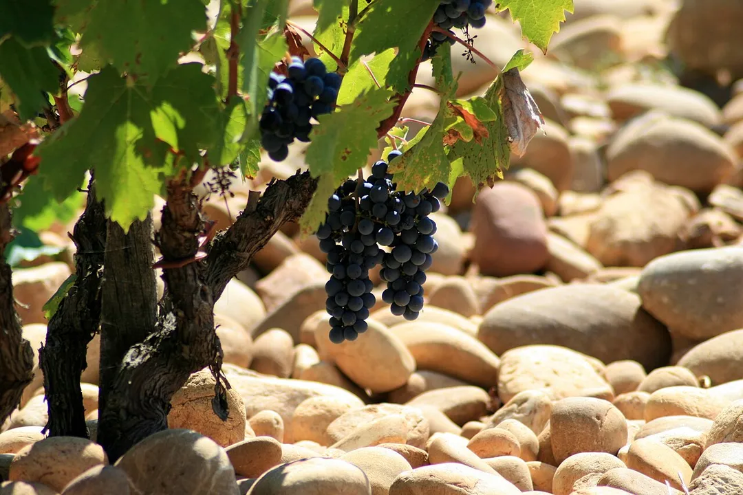 Vine and pebbles at Châteauneuf-du-Pape