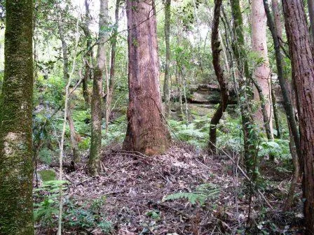 Ironwood, Angophora, Blackbutt, Turpentine trees, Chatswood West