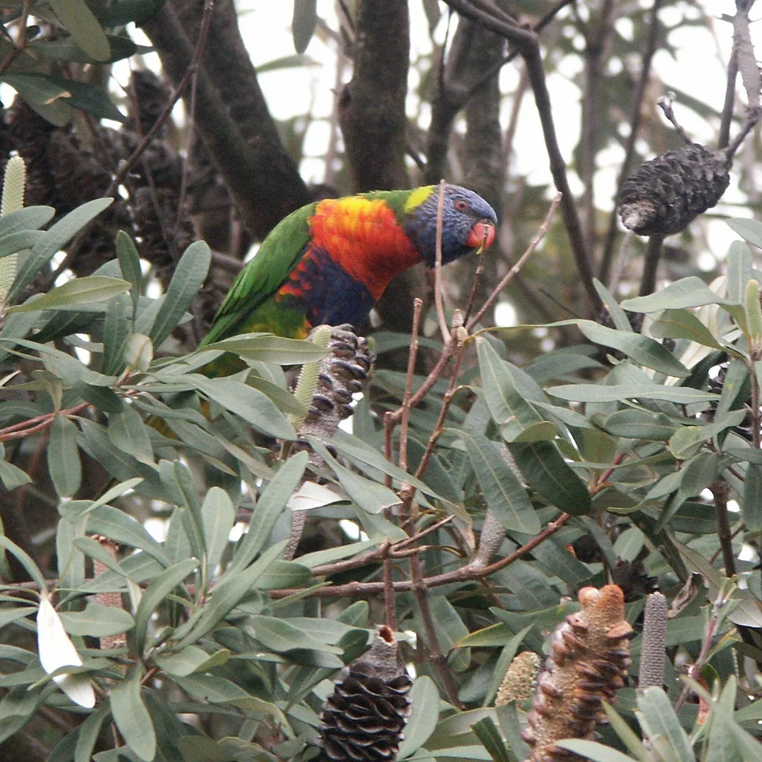 Rainbow Lorikeet Trichoglossus moluccanus feeding in a banksia tree in our front garden in Chelsea, Victoria, Australia.