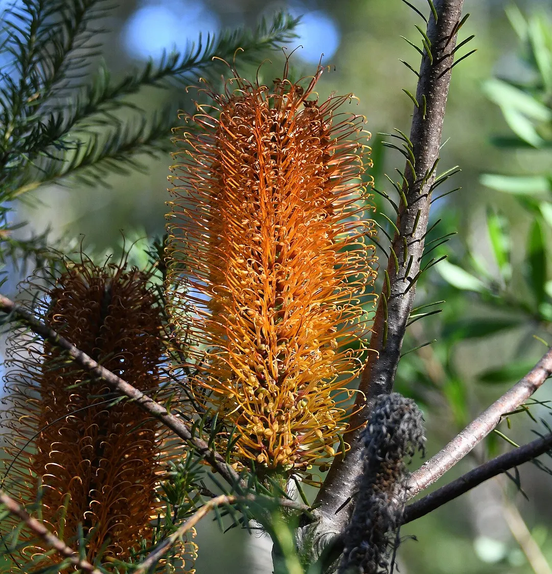 Banksia in bush outside Cheltenham, Sydney
