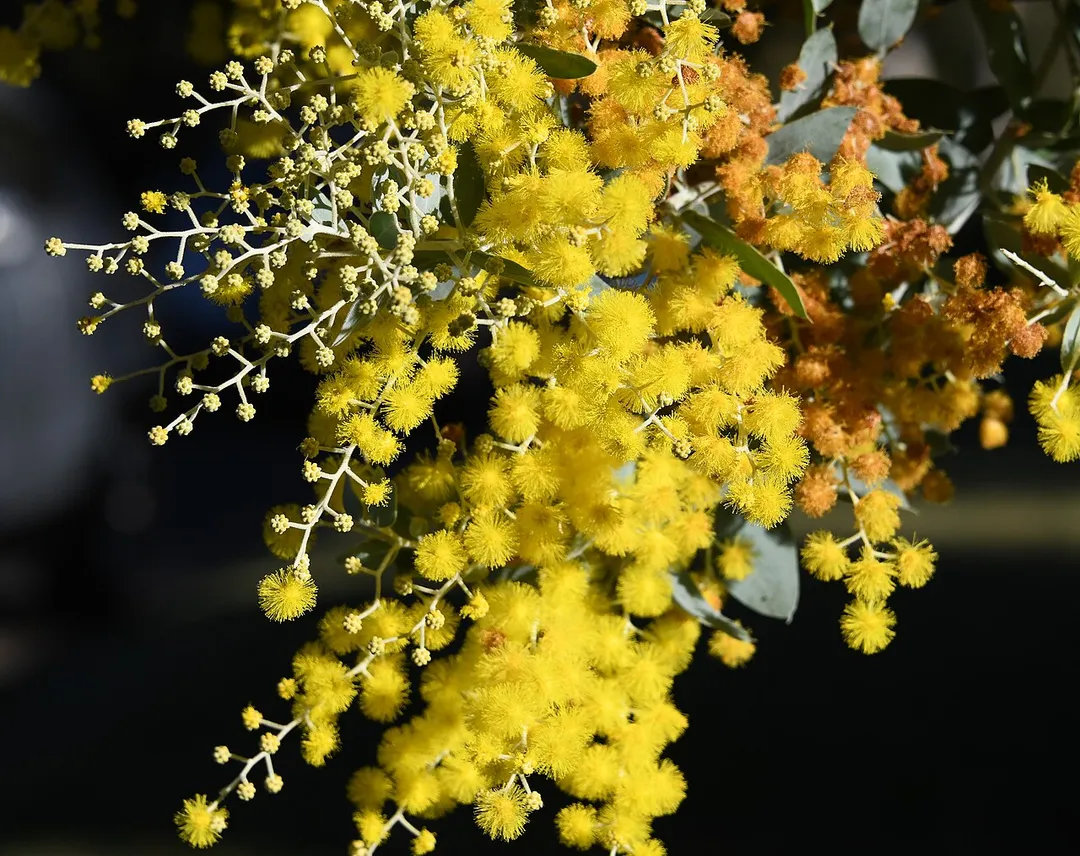 Wattle outside Cheltenham, Sydney