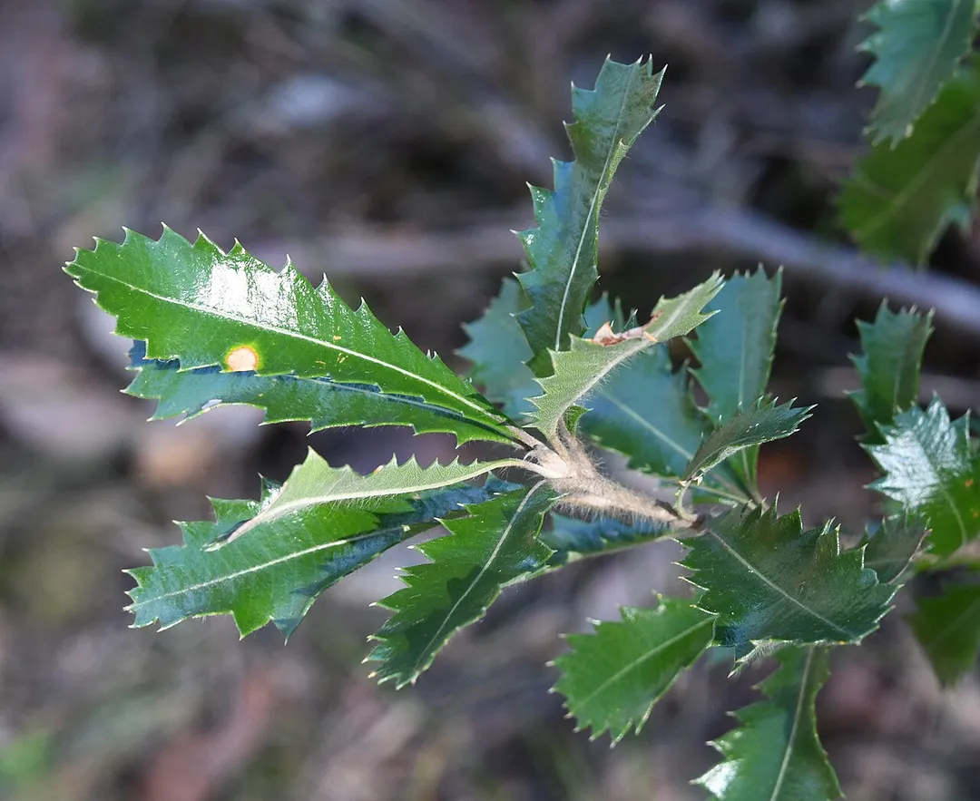 Banksia in bush outside Cheltenham, Sydney