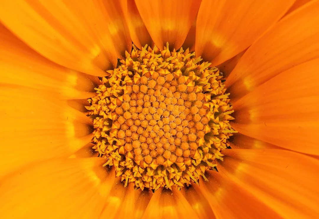 Gazania, Quebec city, Quebec, Canada