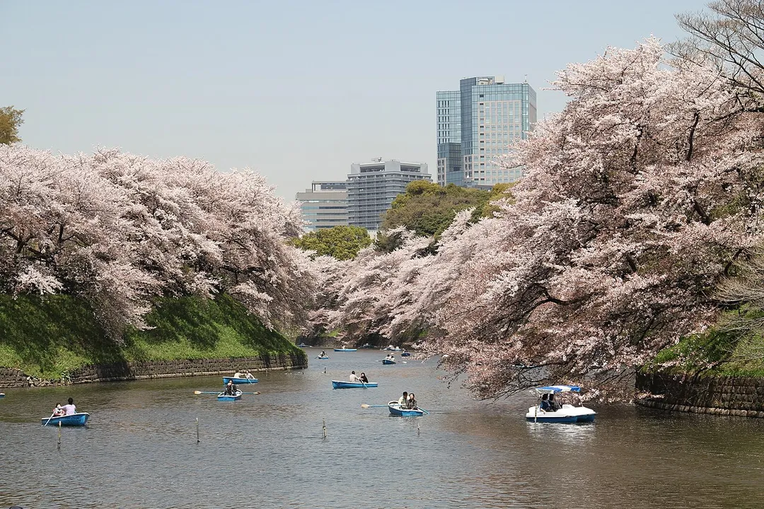 Sakura, Chidorigafuchi Moat, Tokyo Imperial Palace.