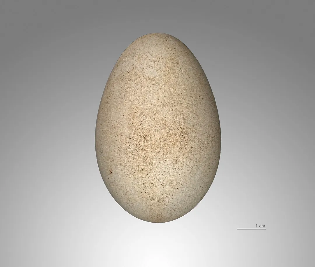 Egg of  White Stork. Collection of  René de Naurois /Jacques Perrin de Brichambaut.
Locality : Region of  Meknès, Morocco.