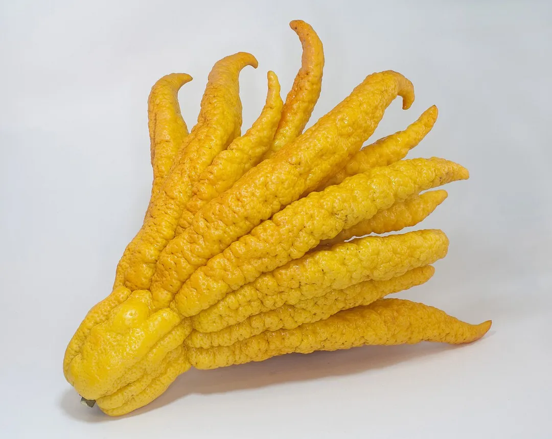 Buddha's hand fruit