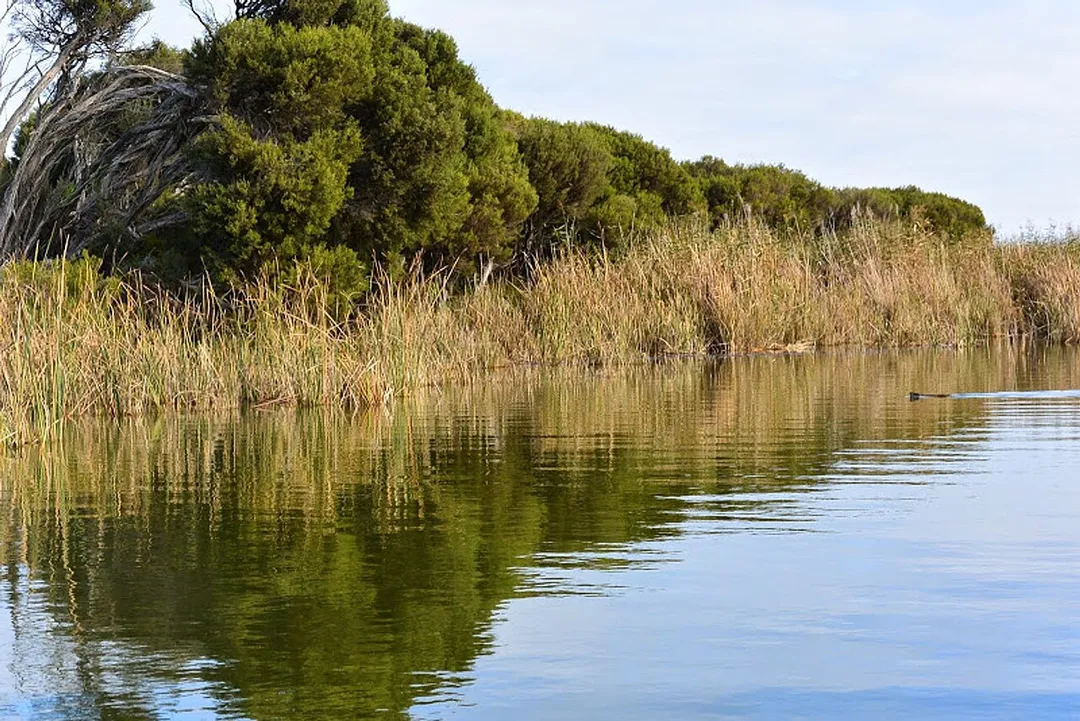 Clayton Bay Wetlands