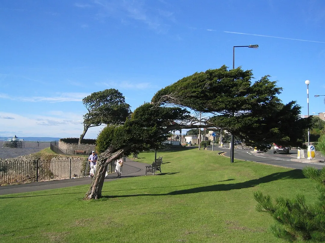 A windswept tree (Taxus baccata) near the seafront at Clevedon, North Somerset, England. Clevedon Pier can be seen in the left of the photograph. Photo taken by User:AlanFord 2005-08-05.