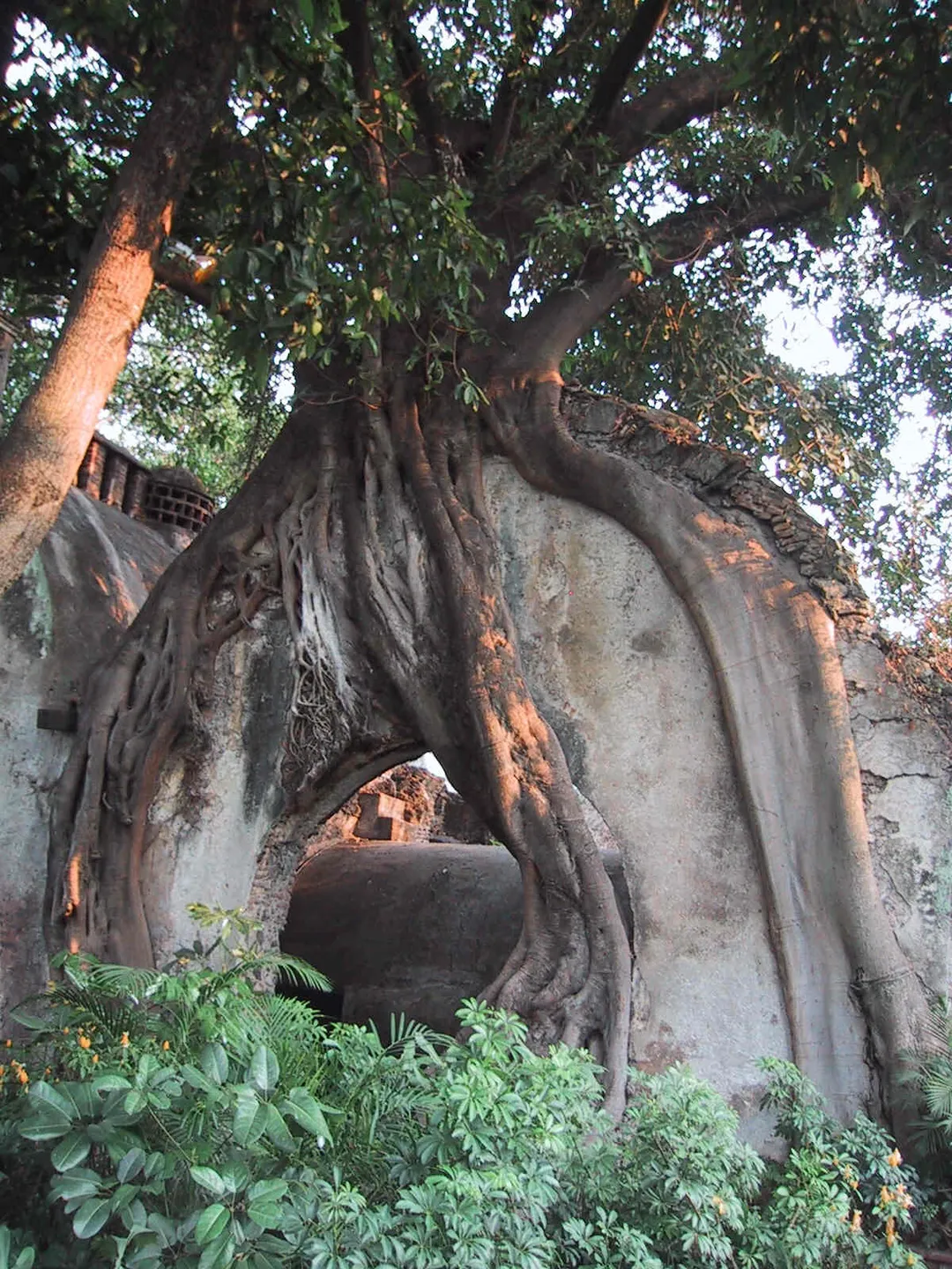 Tree root growing over an old stone arc (Hacienda Cocoyoc, Oaxtepec, Mexico)