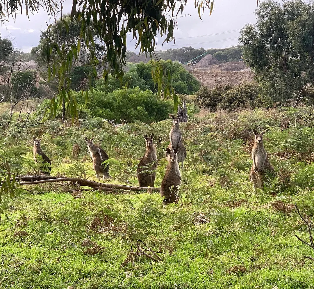 North Westernport Eastern Grey Kangaroos at Royal Botanic Gardens Victoria, Cranbourne.