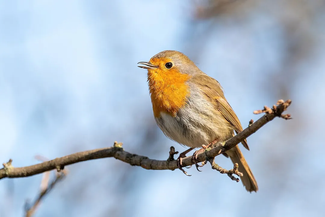 An European robin (Erithacus rubecula) singing on a branch in Créteil, France.
