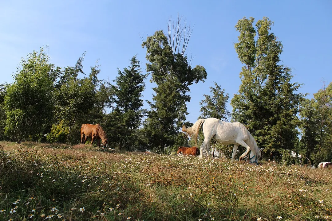 Caballos alrededor del Lago de Guadalupe.