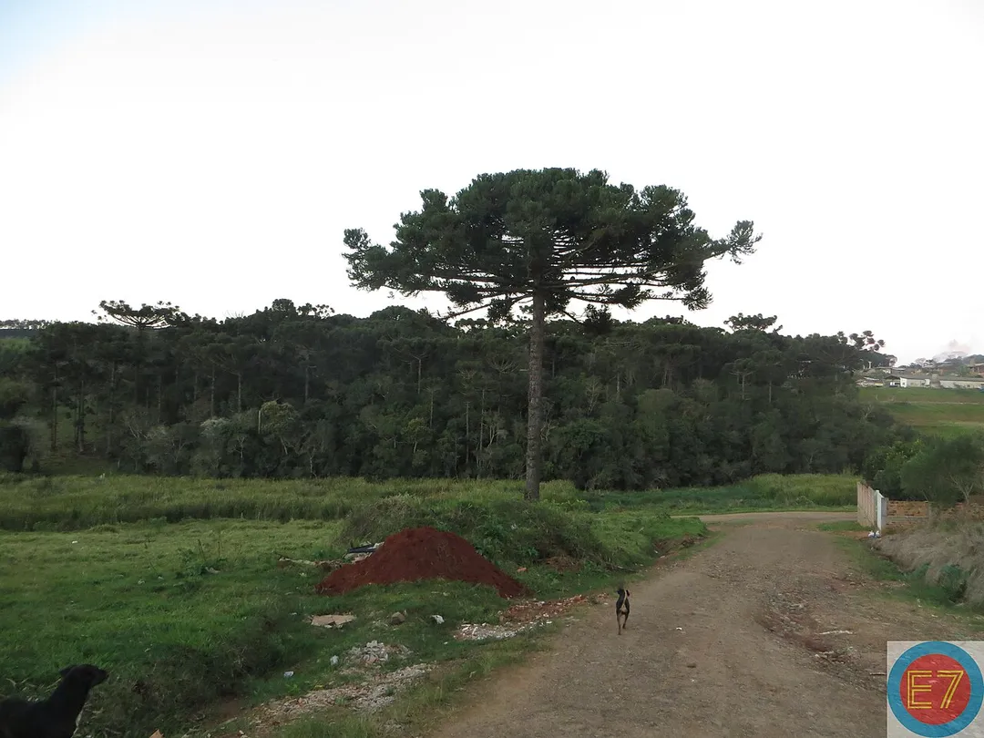 Remanescente de Araucária angustifolia em Curiúva, Estado do Paraná, Brasil.