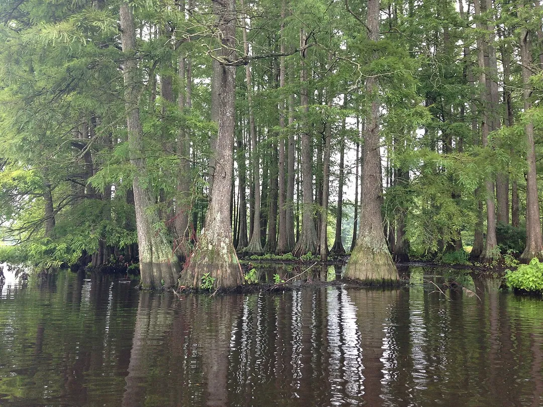 Cluster of bald cypress trees in Trap Pond State Park