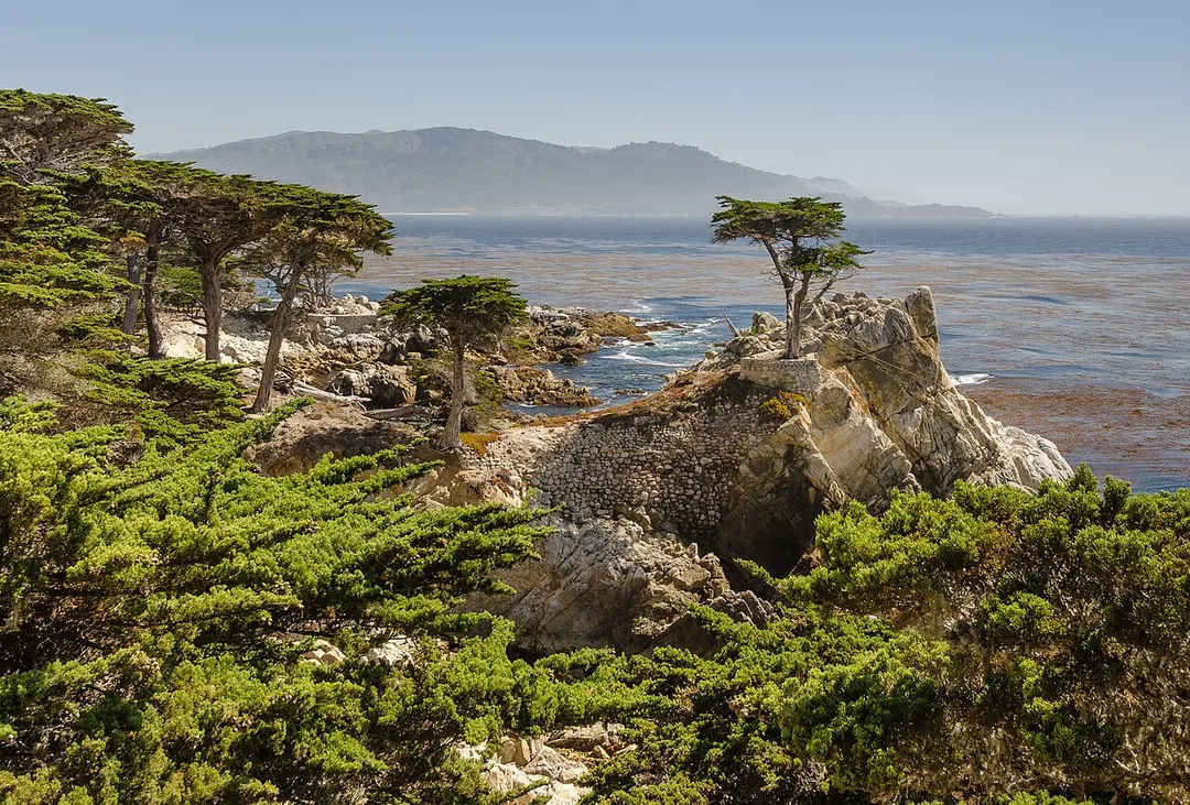 The "Lone Cypress" (a Monterey Cypress Cupressus macrocarpa) at 17 Mile Drive, Monterey, California