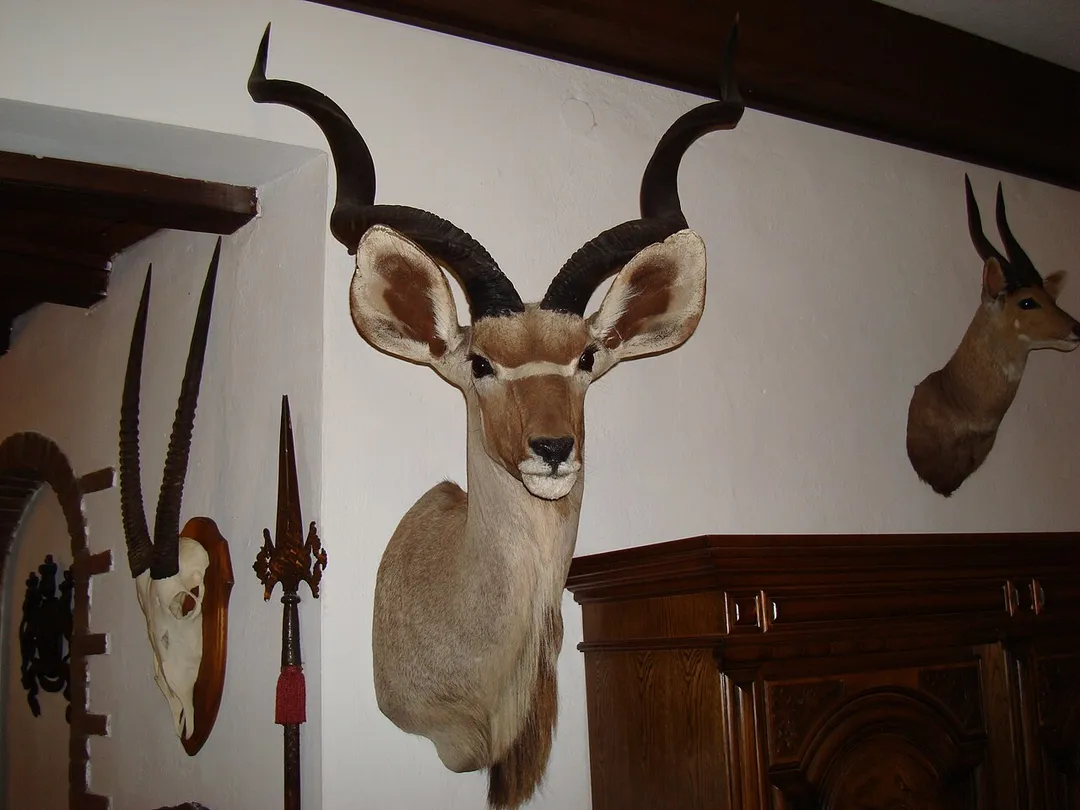Hunting trophy at the Dachswald (Badger Forest) hotel in Stuttgart, Germany
