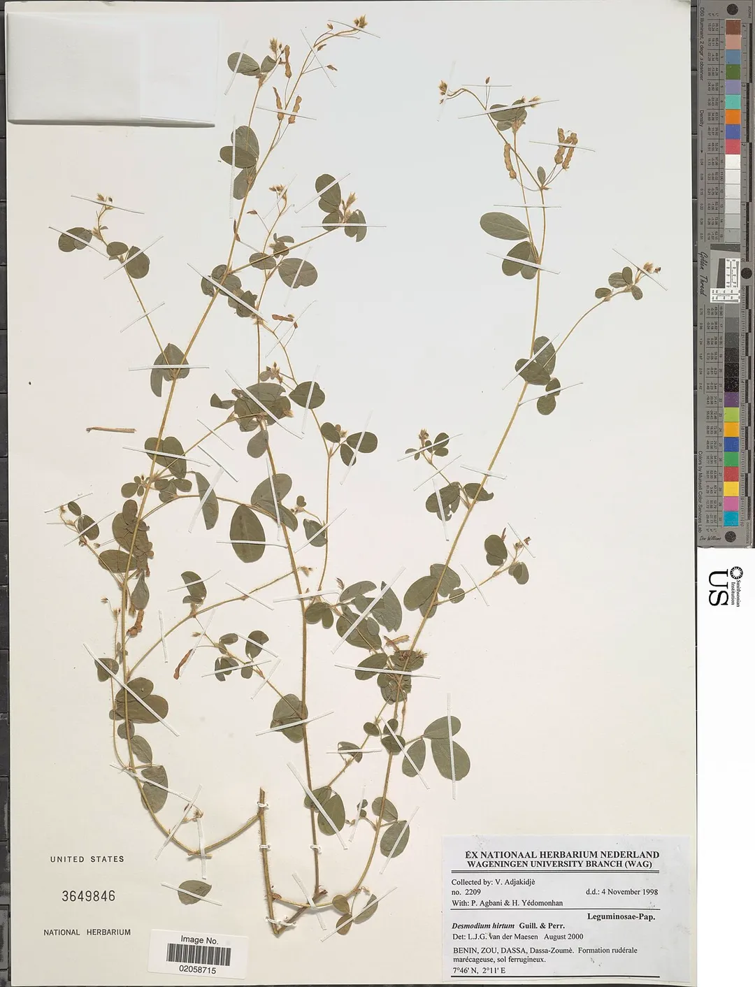 *Desmodium hirtum Guill. &amp; Perr.
Object Details
Biogeographical Region
22 - West Tropical Africa
Collector
V. Adjakidjè
P. Agbani
H. Yedomonhan
Record Last Modified
29 Dec 2017
Specimen Count
1
Collection Date
4 Nov 1998
Barcode
02058715
USNM Number
3649846
Place
Dassa, Dassa- Zoume. Formation ruderale marecageuse, sol ferrugineux, Zou, Benin, Africa
Published Name
Desmodium hirtum Guill. &amp; Perr.
Taxonomy
Plantae Dicotyledonae Rosales Fabaceae Faboideae
NMNH - Botany Dept.
Record ID
nmnhbotany_13473348
Usage of Metadata (Object Detail Text)
CC0
GUID (Link to Original Record)

http://n2t.net/ark:/65665/327449f1c-3e14-417d-8c9a-c0014488b725