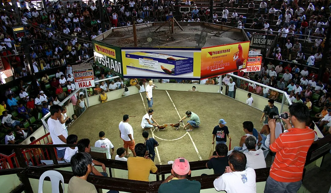 Cock Fight Arina, Davao