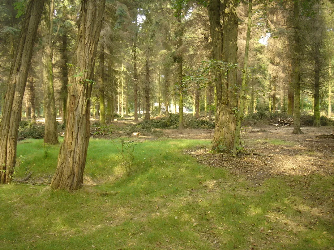 This is a photo of the protected forest located on the Belgian-Dutch border.  This photo was taken on the Dutch side of the border, behind the church in the centre of De Klinge.  Taken in September 2005.
