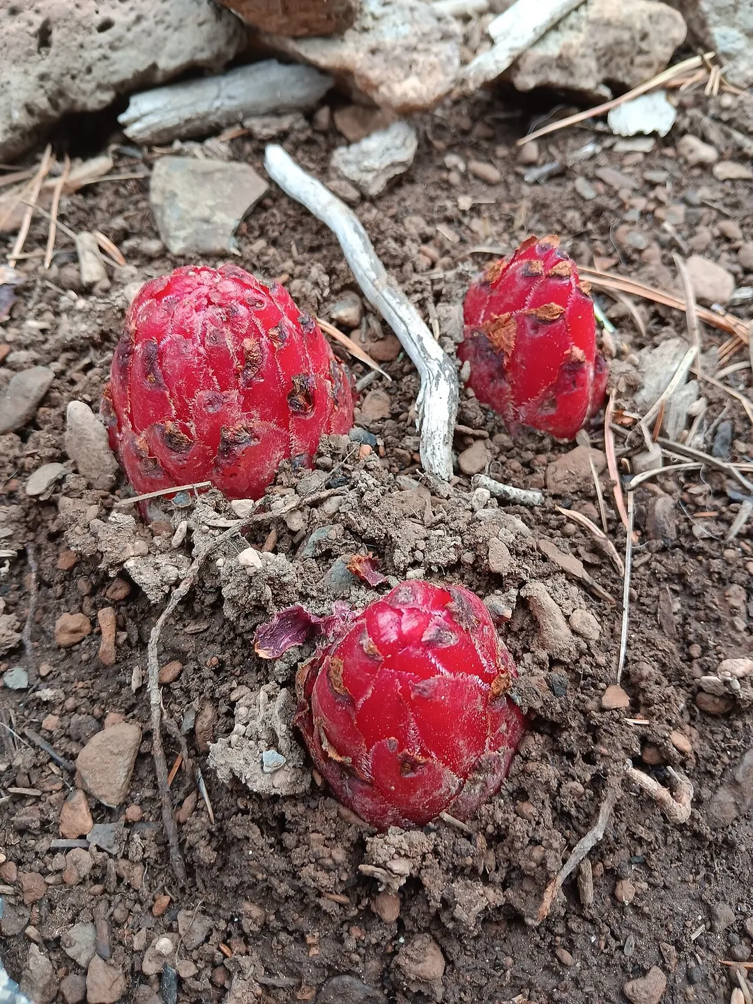 Snowplant (Sarcodes sanguinea) in the United States