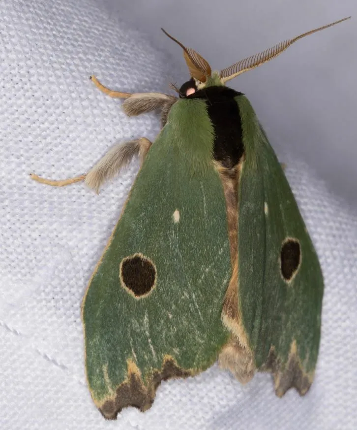 Rosema deolis, 17500, Peru