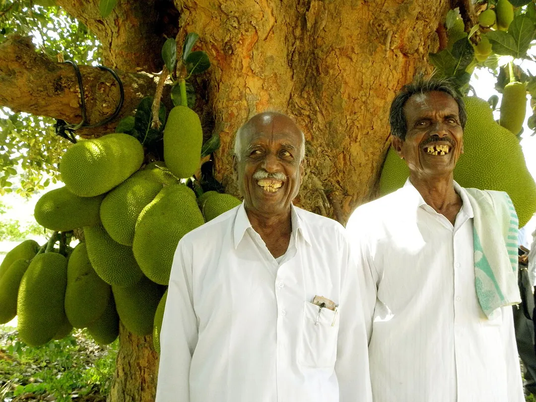 These farmers in Hadonahalli village, Doddaballapura District, Karnataka, India, are famous for Jackfruit growing, The tree behind them is very old and has distinct fruit colour & taste. It is very famous among other Jackfruit varieties, This variety is noticed by University of Agricultural Sciences, Bangalore,and working on promotion of the plant cultures. These farmers are clearly happy about the productive and ancient jackfruit tree in the background. A frequent sight in Indian homestead gardens, they give shade and shed plenty of dry leaves to use as garden mulch. Green leaves and roots are occasionally used as medicine. Goats relish these leaves. And the tree remains for centuries and eventually provides valuable timber used in making furniture and musical instruments. And above all there are the delicious fruits, a nearly effortless food source for cooking and direct use.